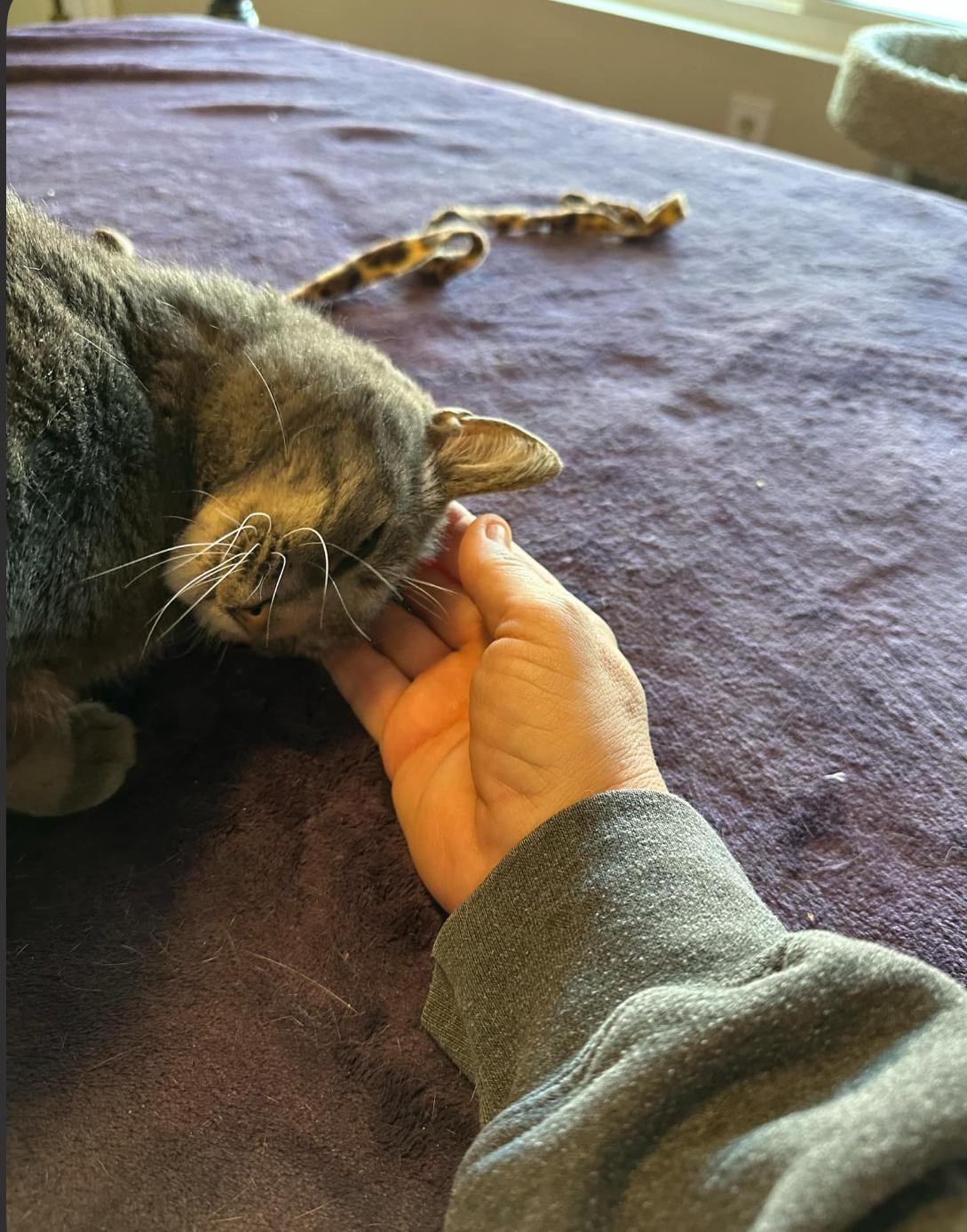 Belle, a Adoptable Tabby in Gilbert, AZ image 4/6