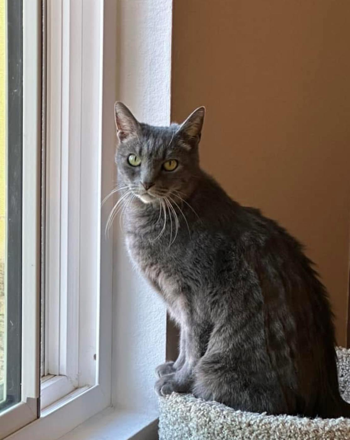 Belle, a Adoptable Tabby in Gilbert, AZ image 5/6