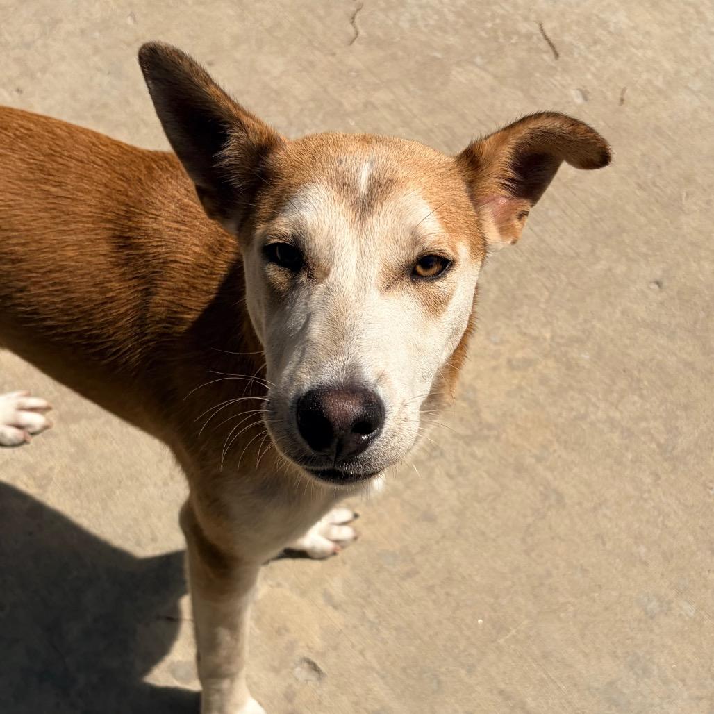Enlarge Ashley, a Adoptable mixed breed in Belleville, IL image 2/4