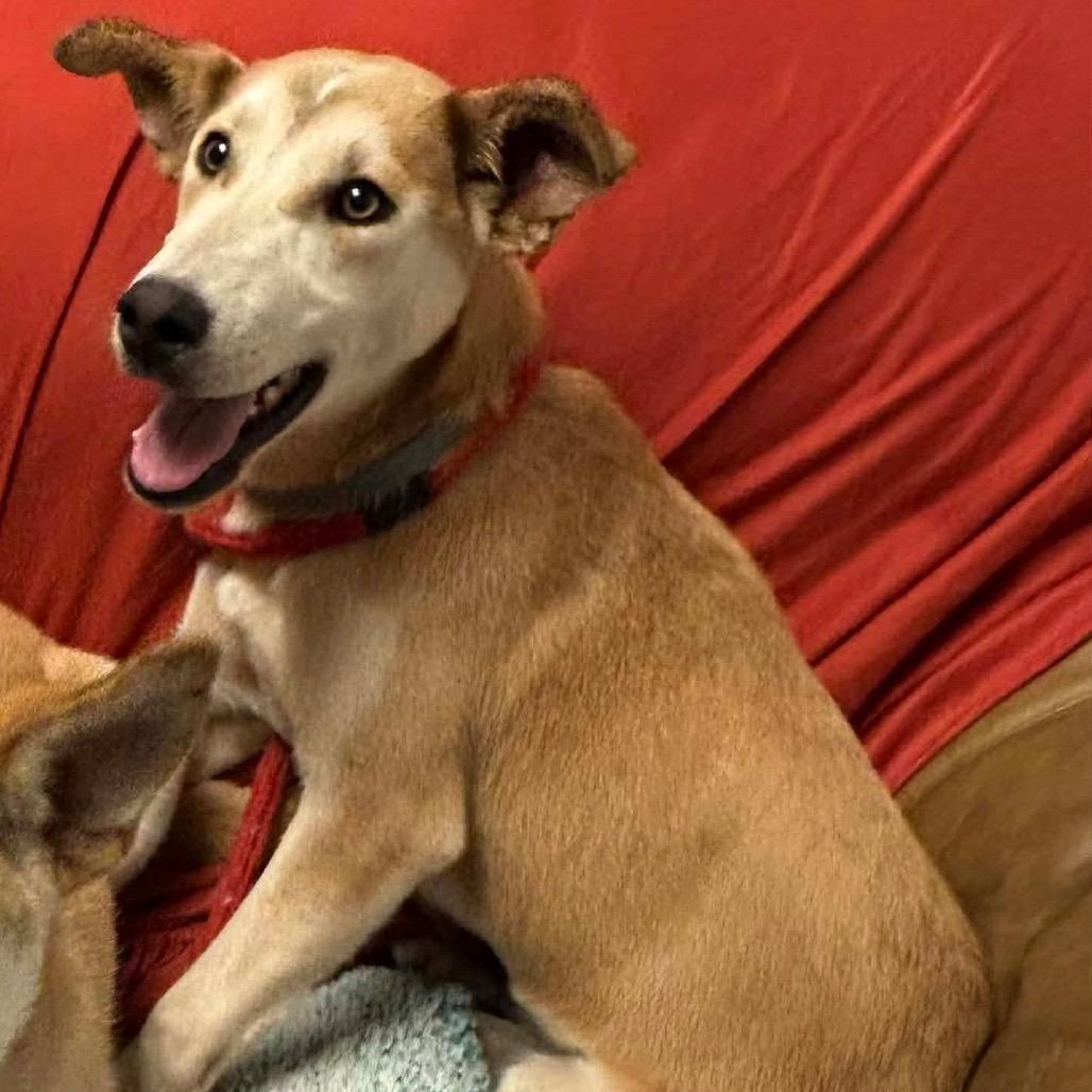 Enlarge Ashley, a Adoptable mixed breed in Belleville, IL image 3/4