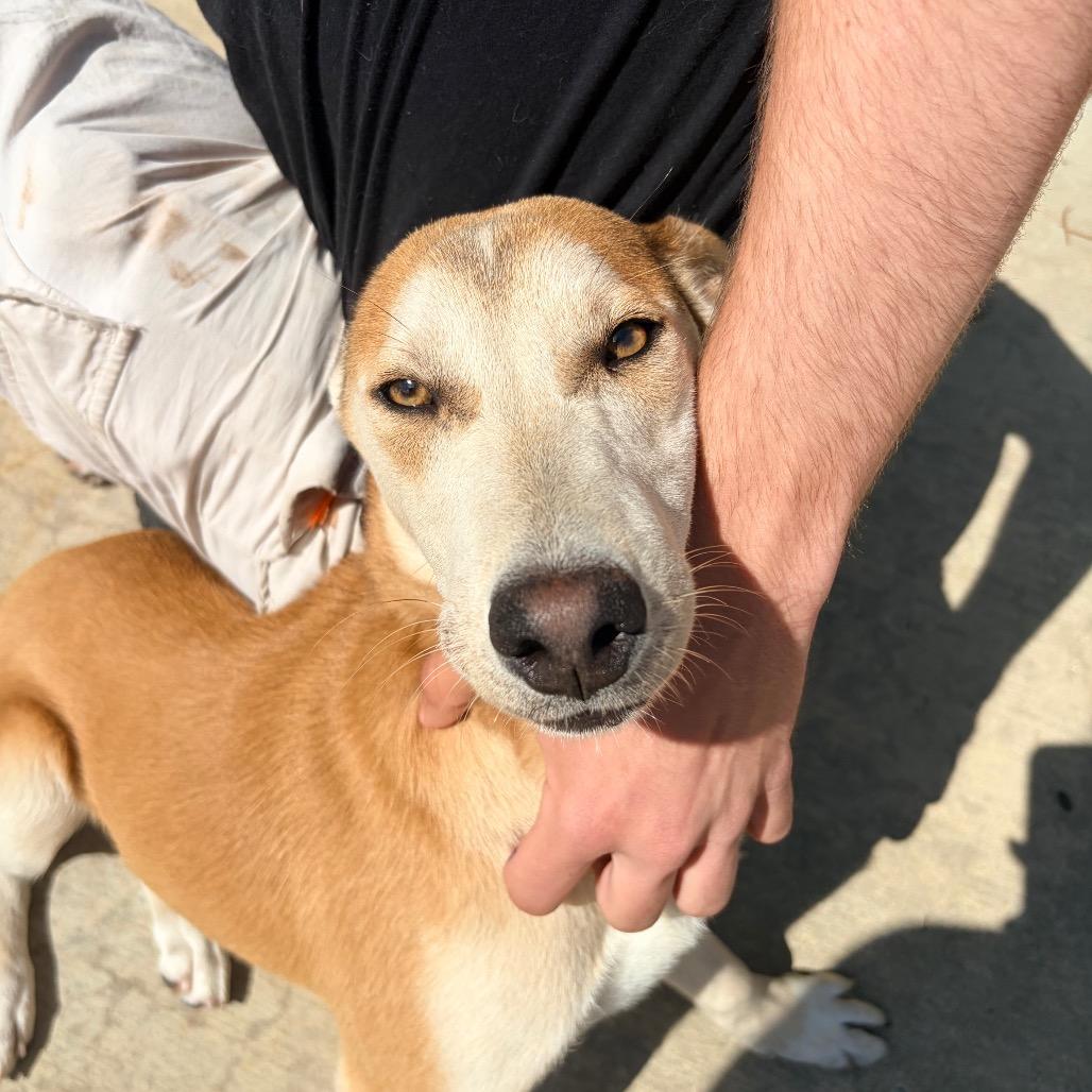 Enlarge Ashley, a Adoptable mixed breed in Belleville, IL image 4/4