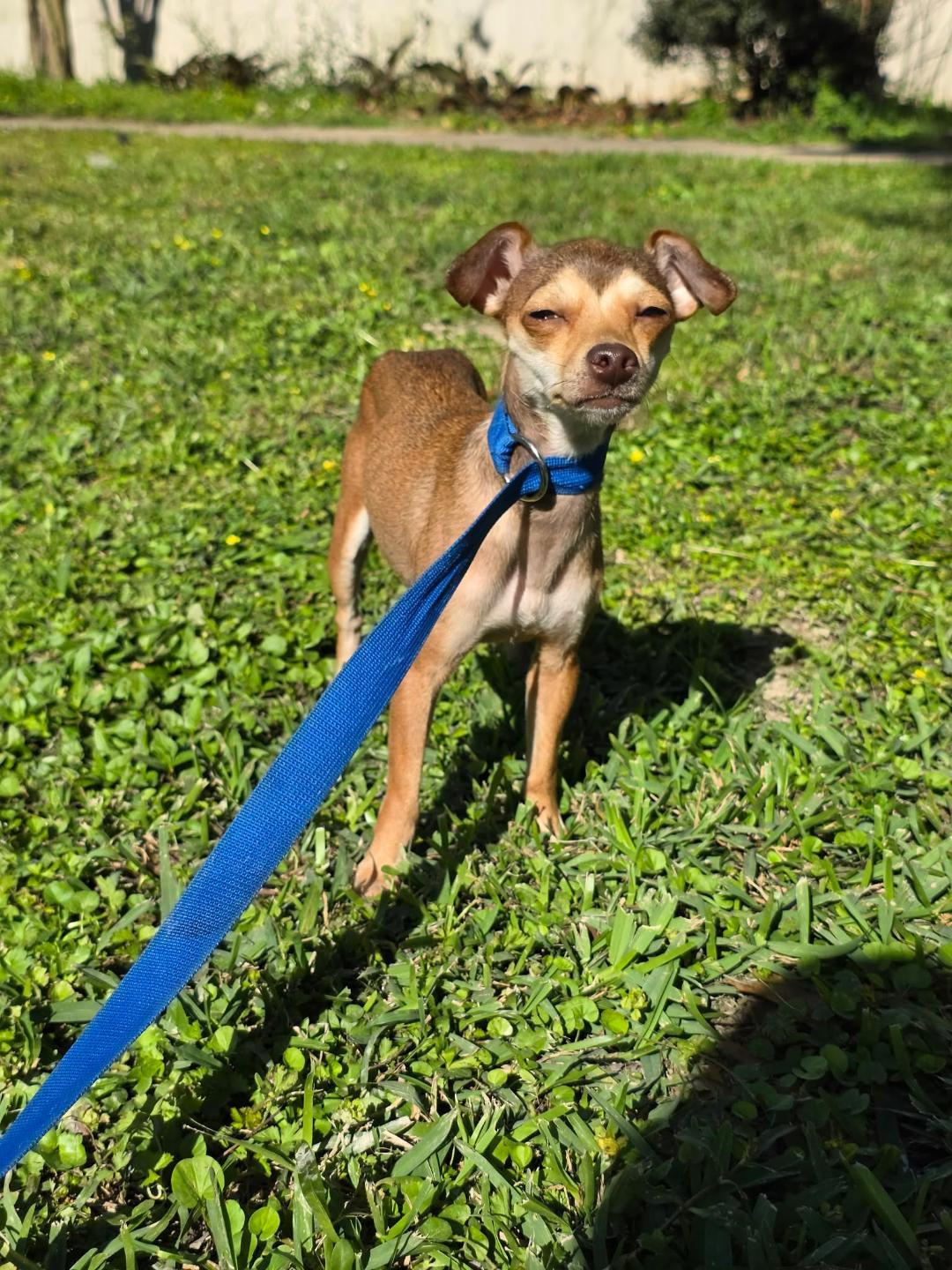 Enlarge Honey, a ADOPTABLE Chihuahua in Houston, TX image 5/5