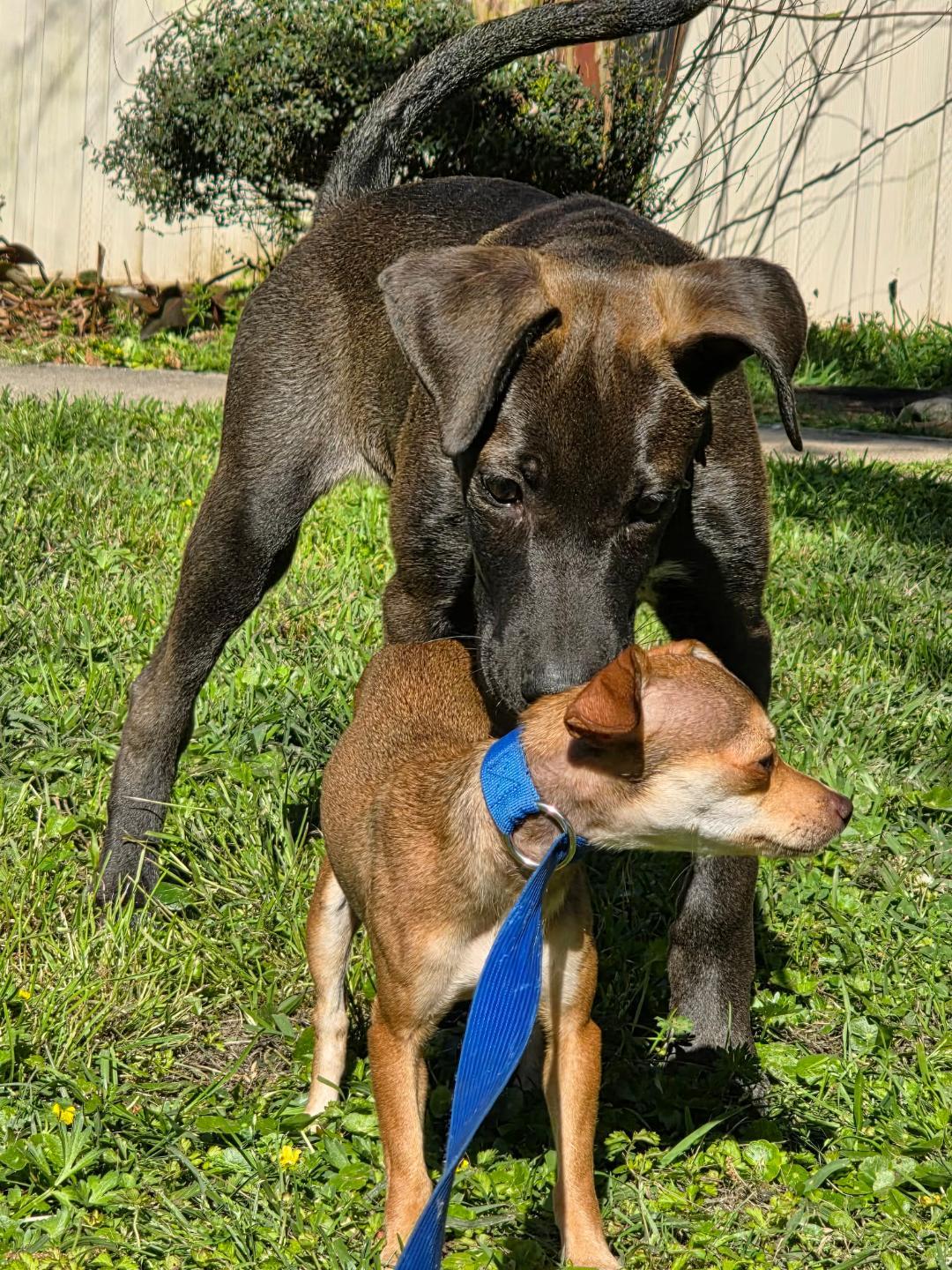 Enlarge Honey, a ADOPTABLE Chihuahua in Houston, TX image 2/5