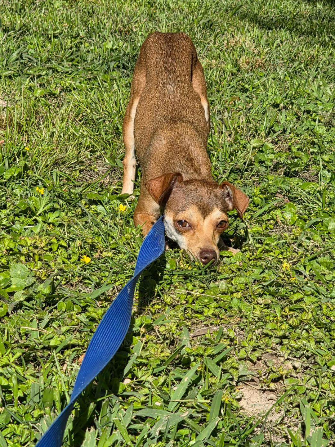 Enlarge Honey, a ADOPTABLE Chihuahua in Houston, TX image 3/5