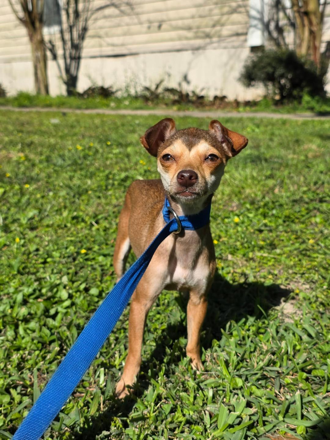 Honey, ADOPTABLE, Adult Female Chihuahua.
