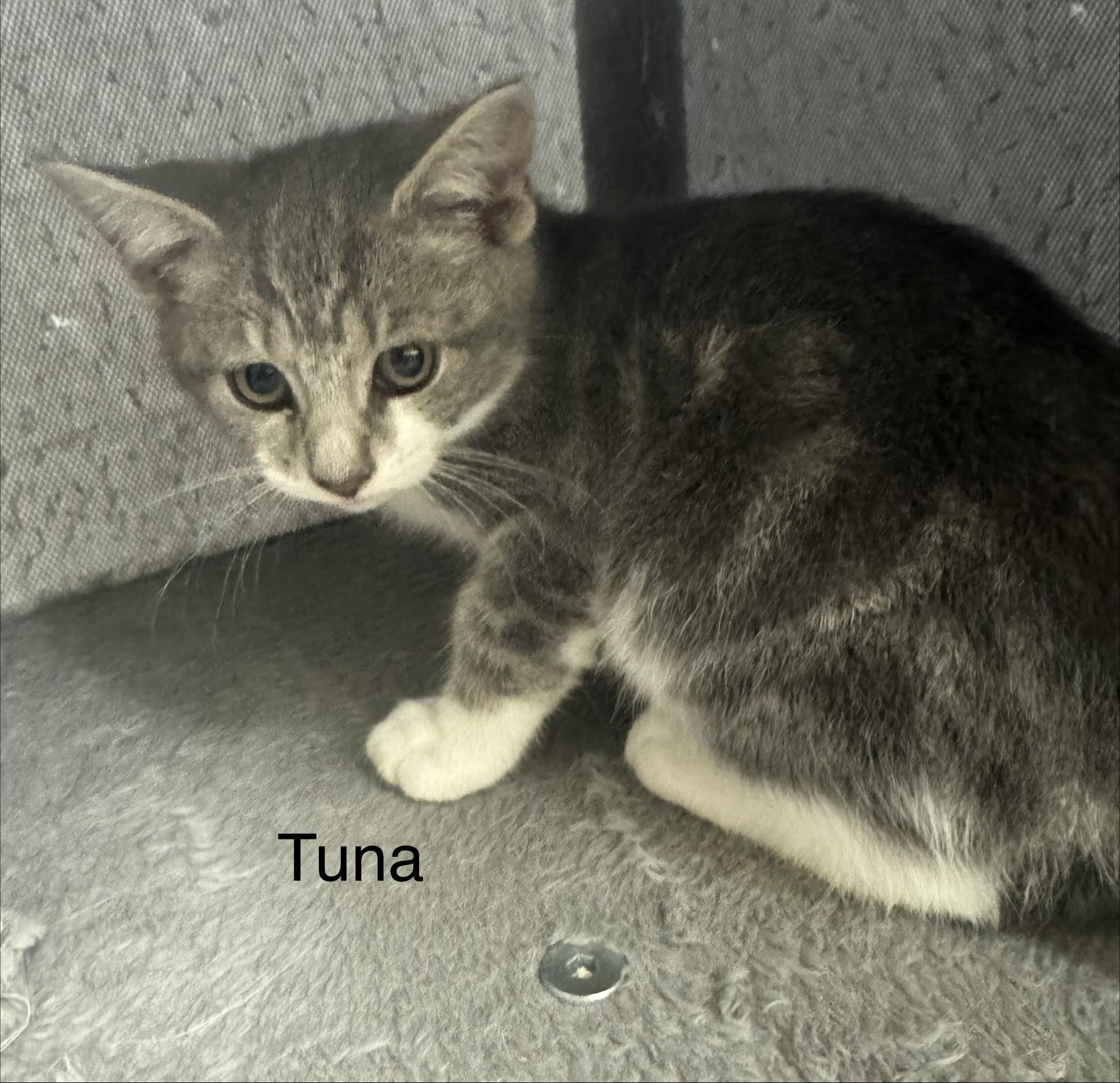 Enlarge Tuna, an adopted Domestic Short Hair in Ulster, PA image 1/1