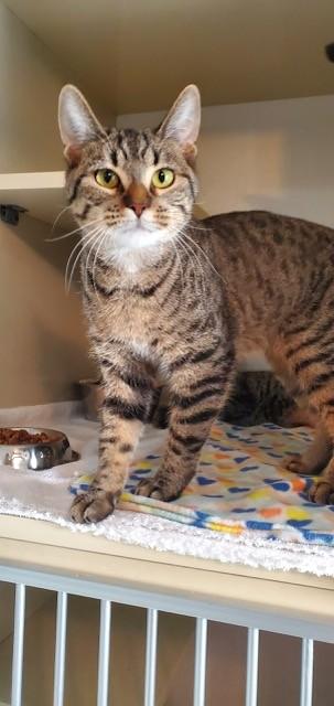 Enlarge Trixie and Tenille, a Adoptable Domestic Short Hair in Hutchinson, MN image 6/6