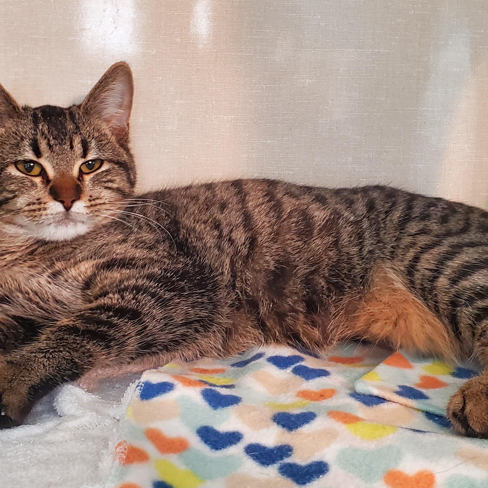 Enlarge Trixie and Tenille, a Adoptable Domestic Short Hair in Hutchinson, MN image 3/6