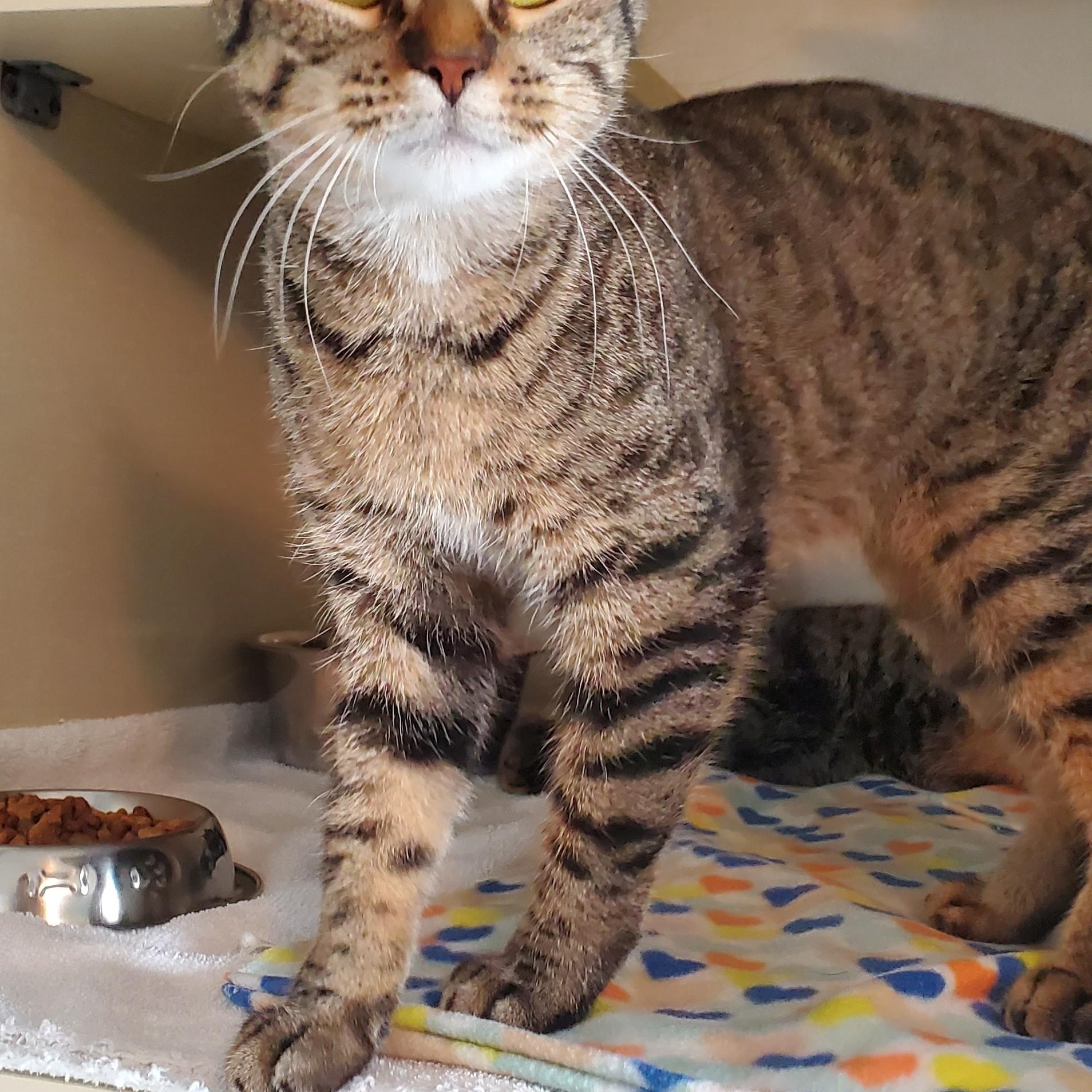 Enlarge Trixie and Tenille, a Adoptable Domestic Short Hair in Hutchinson, MN image 5/6