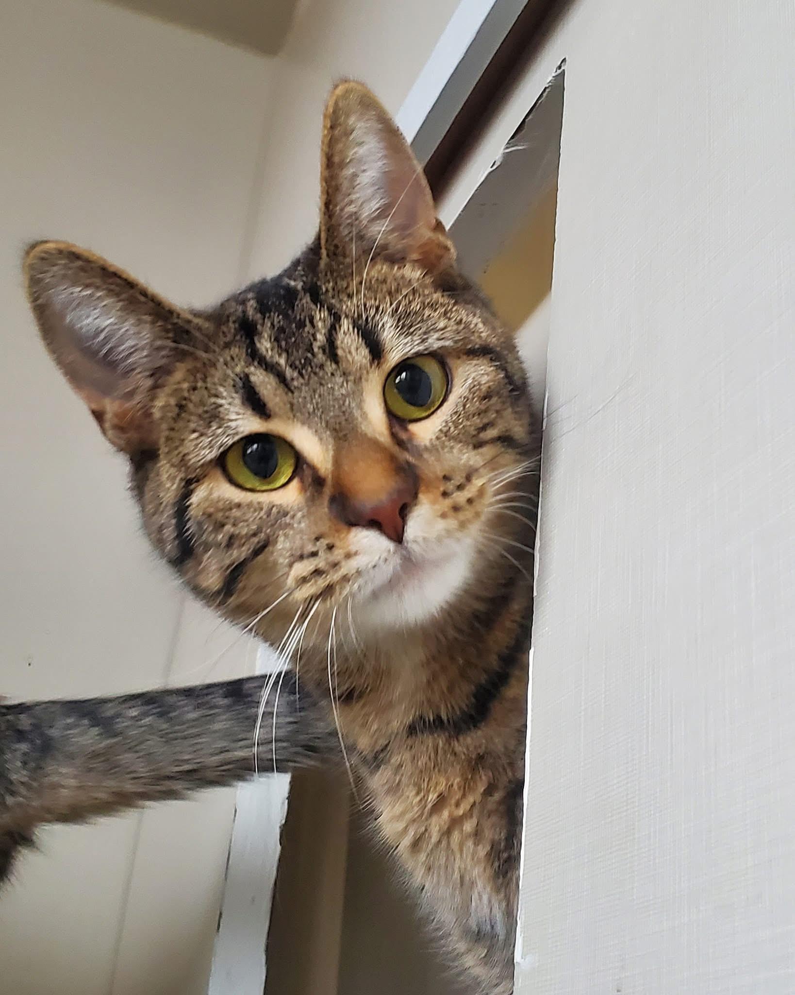 Enlarge Trixie, a Adoptable Domestic Short Hair in Hutchinson, MN image 1/4