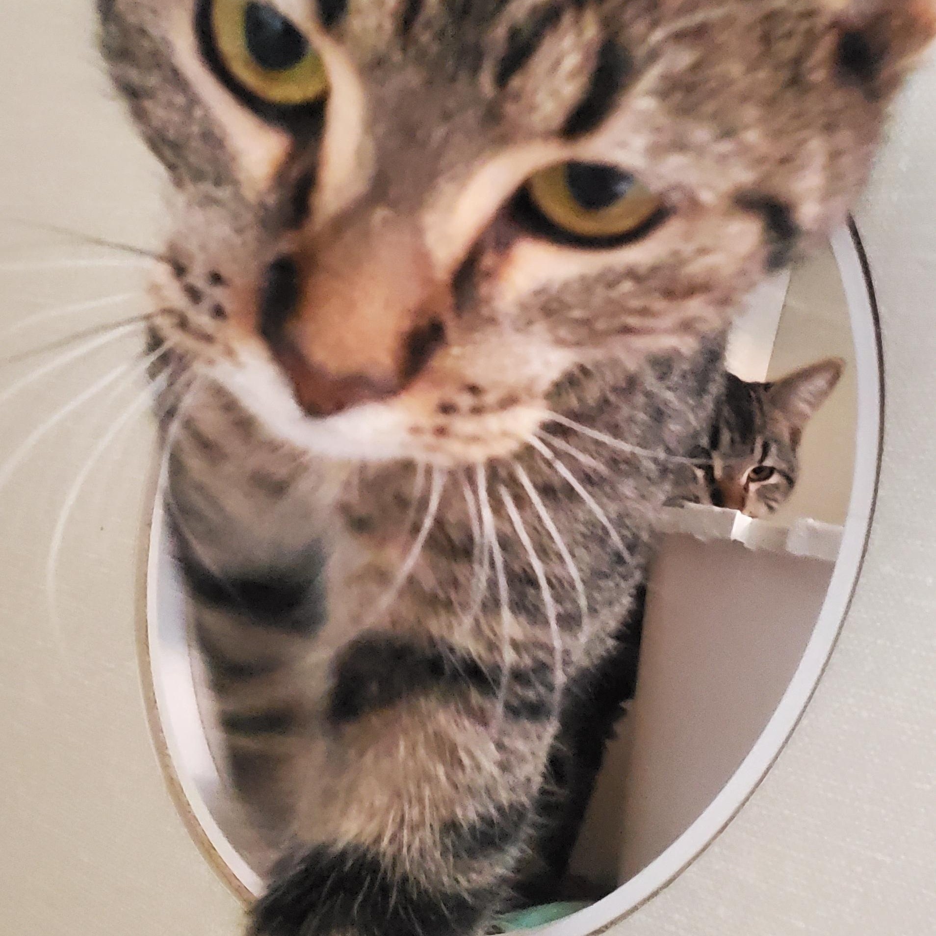 Enlarge Trixie and Tenille, a Adoptable Domestic Short Hair in Hutchinson, MN image 4/6