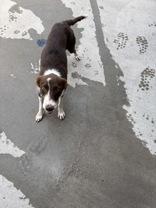 Enlarge Gizmo, a Adoptable mixed breed in Steamboat Springs, CO image 1/1
