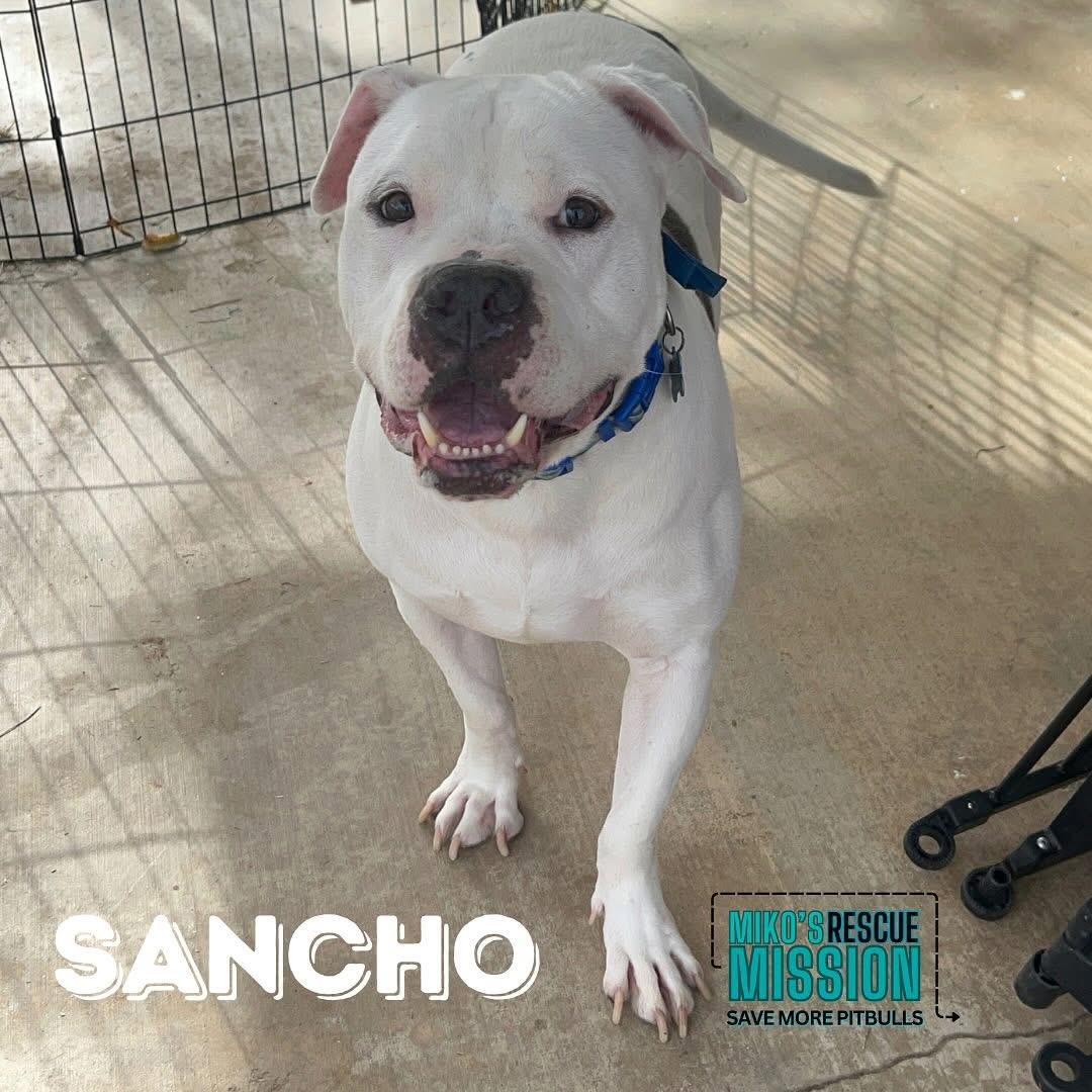 Sancho, ADOPTABLE, Senior Male Pit Bull Terrier & American Bully.