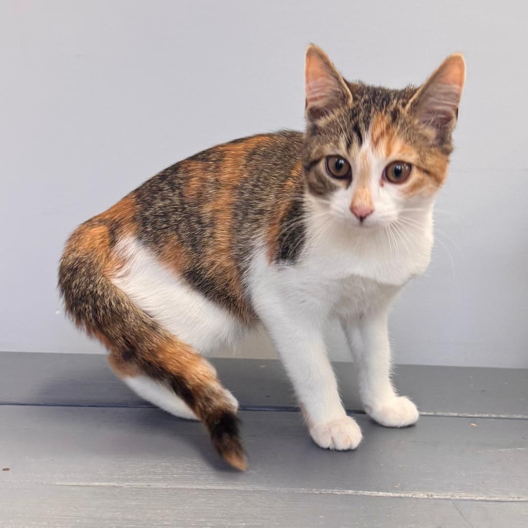 Nutmeg, an adopted Calico in East Northport, NY image 3/3