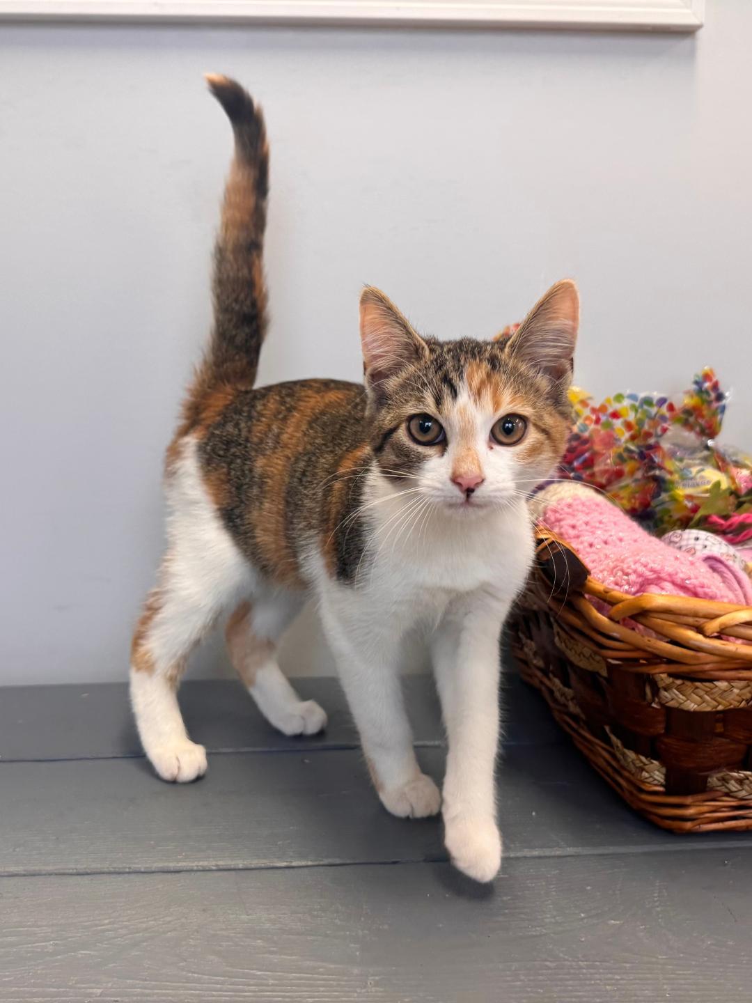 Nutmeg, an adopted Calico in East Northport, NY image 1/3