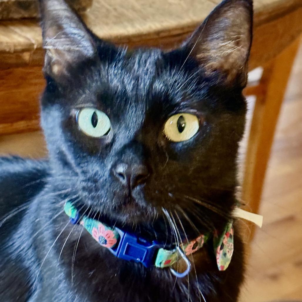 Enlarge Ella Fitz, a Adoptable mixed breed in Commerce City, CO image 2/6