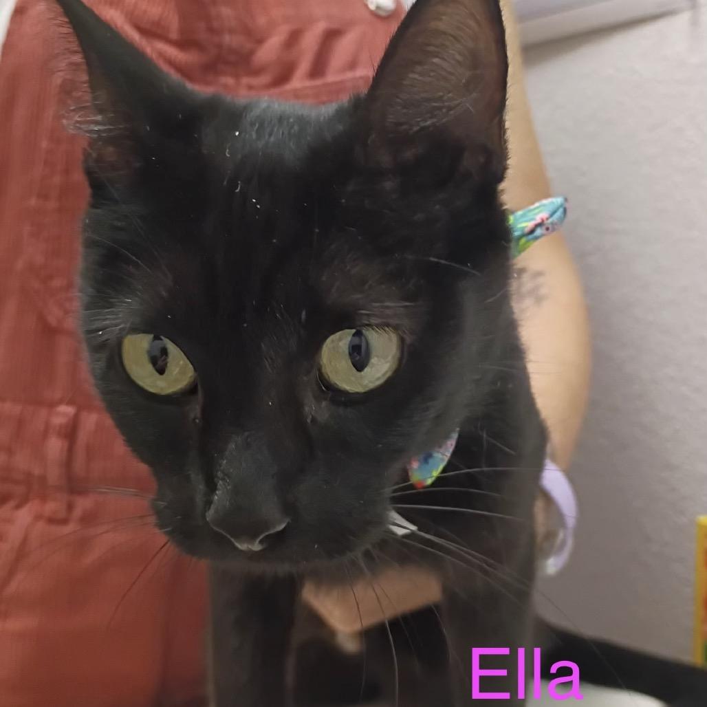 Enlarge Ella Fitz, a Adoptable mixed breed in Commerce City, CO image 4/6