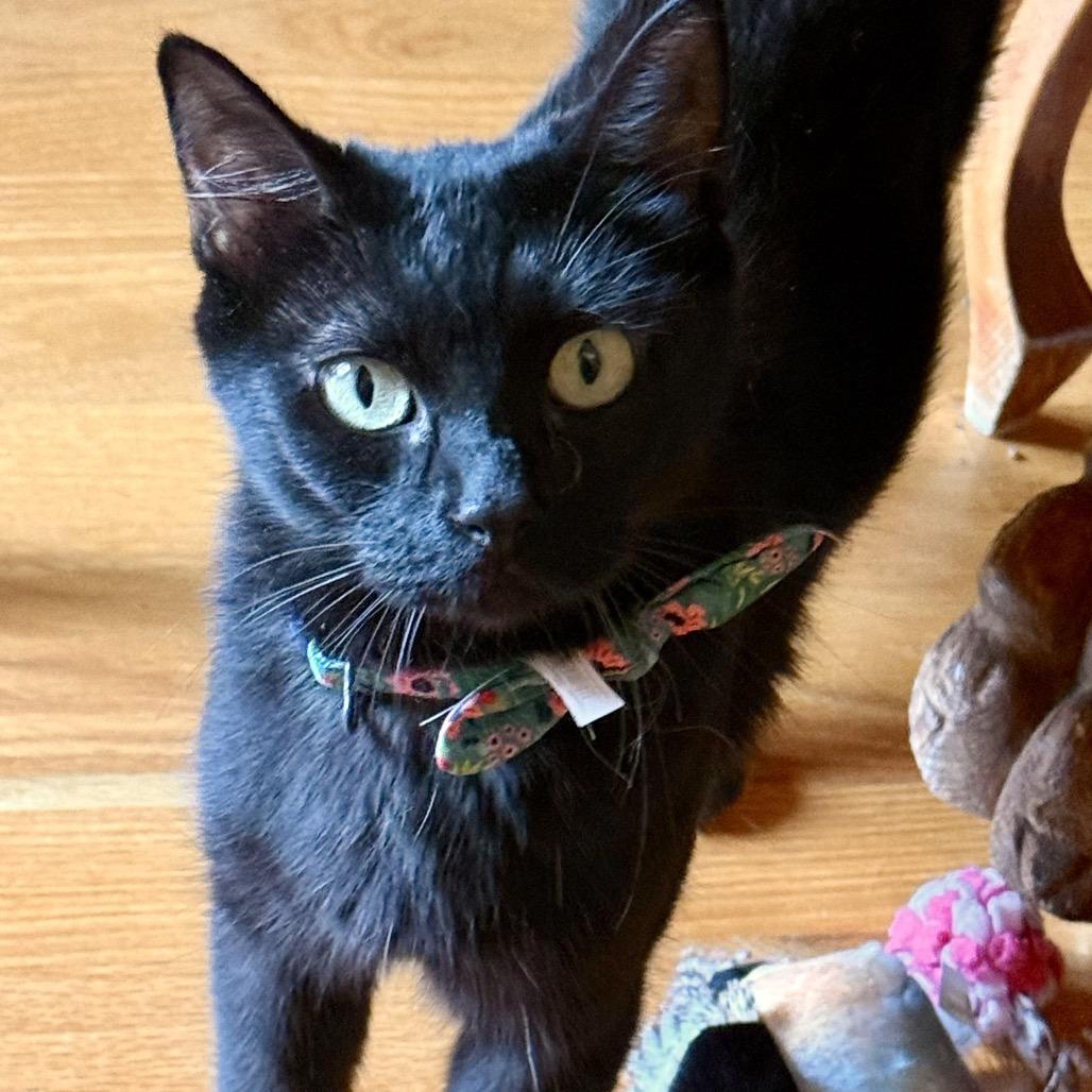 Ella Fitz, Adoptable, Adult Female Domestic Short Hair & Domestic Short Hair.