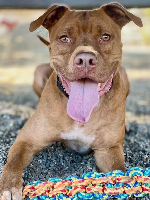 Enlarge Boomer, a Adoptable mixed breed in Chico, CA image 1/6