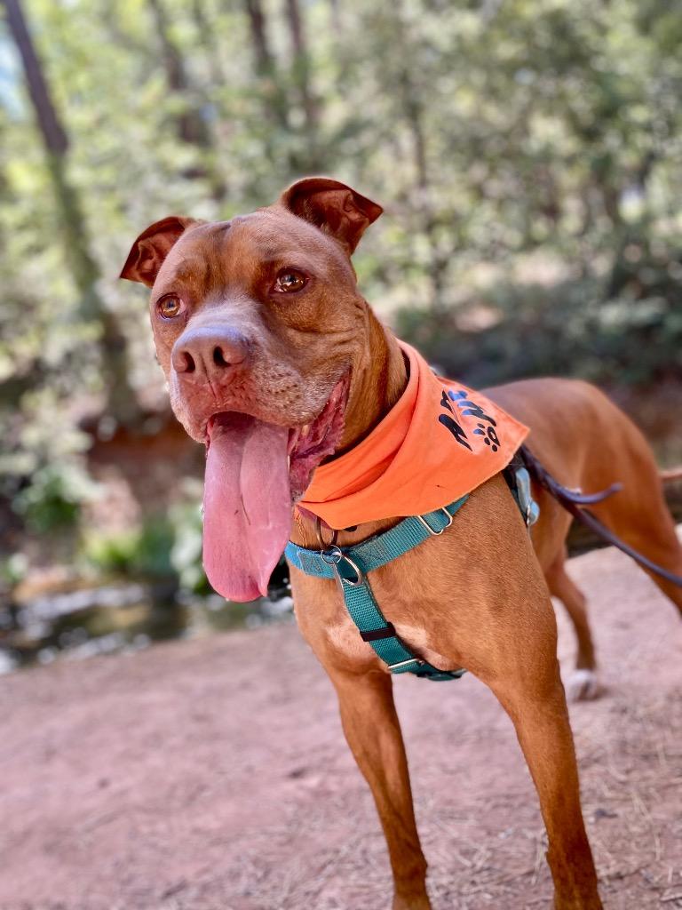 Enlarge Boomer, a Adoptable mixed breed in Chico, CA image 2/6