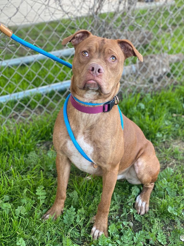 Enlarge Boomer, a Adoptable mixed breed in Chico, CA image 3/6