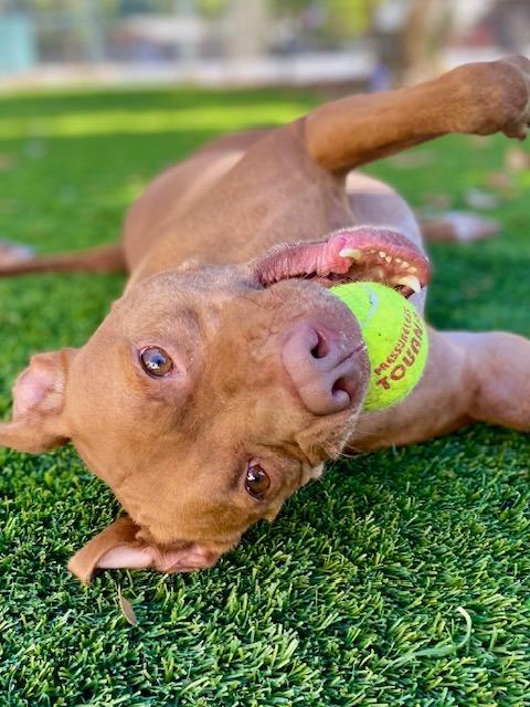 Enlarge Boomer, a Adoptable mixed breed in Chico, CA image 5/6