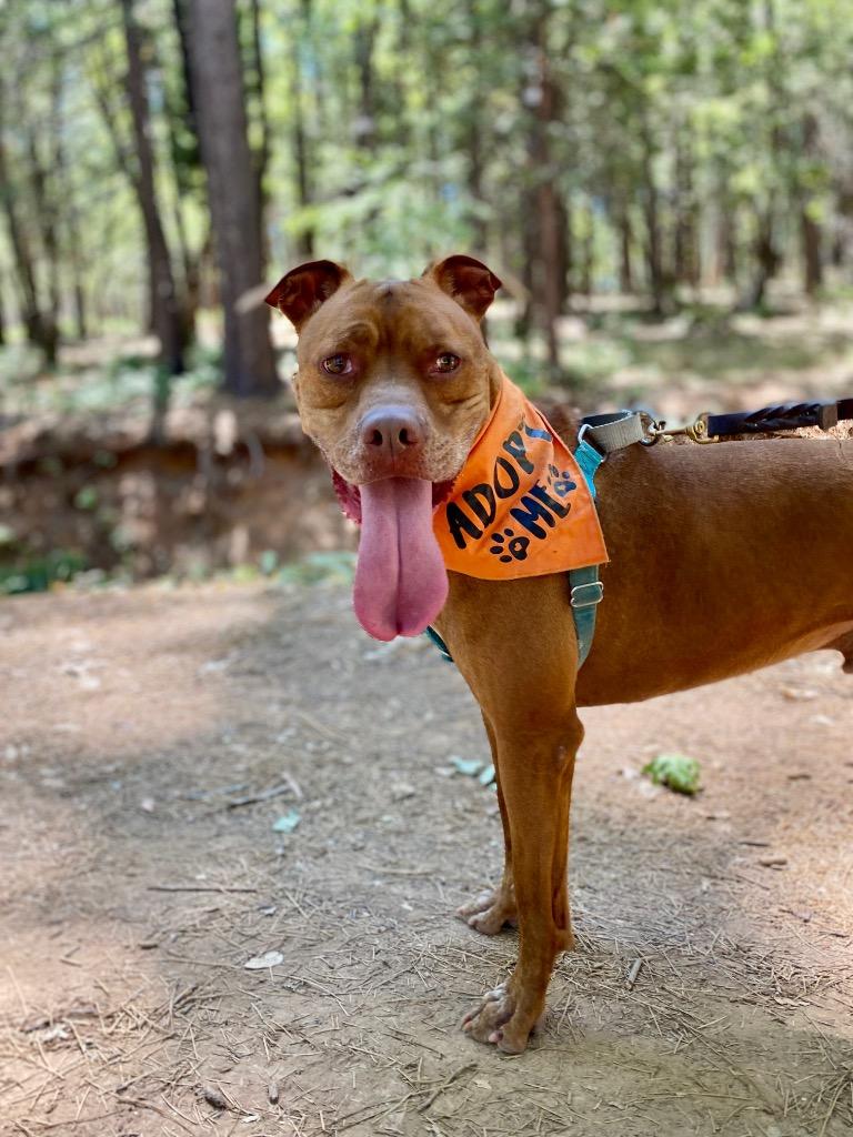 Enlarge Boomer, a Adoptable mixed breed in Chico, CA image 6/6