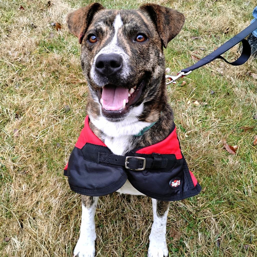 Enlarge Ridgely, a Adoptable mixed breed in Flintstone, MD image 1/6