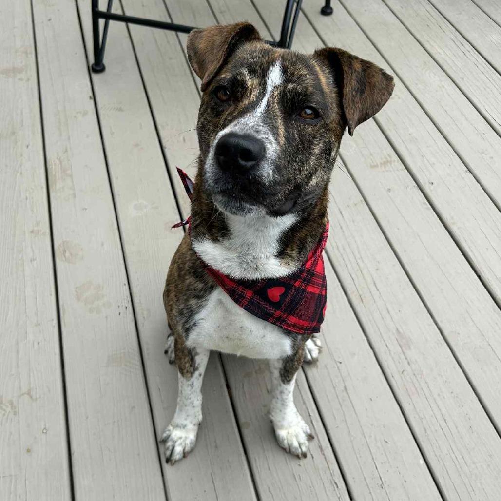 Enlarge Ridgely, a Adoptable mixed breed in Flintstone, MD image 2/6