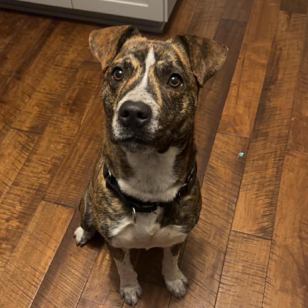 Enlarge Ridgely, a Adoptable mixed breed in Flintstone, MD image 3/6