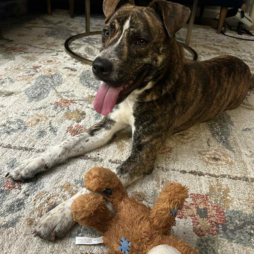 Enlarge Ridgely, a Adoptable mixed breed in Flintstone, MD image 3/6