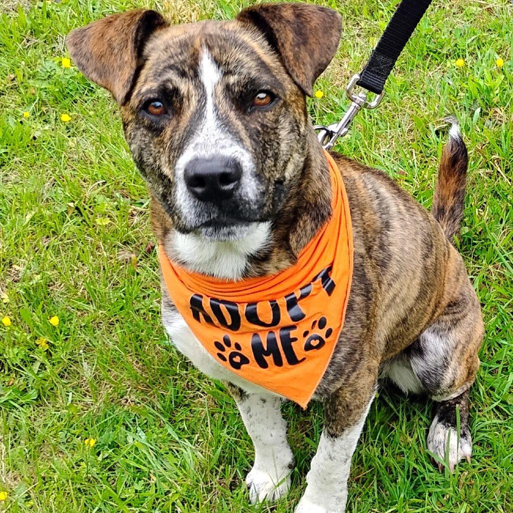 Ridgely, a Adoptable mixed breed in Flintstone, MD image 4/6