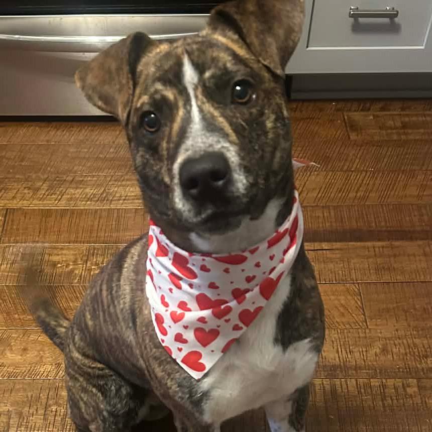 Enlarge Ridgely, a Adoptable mixed breed in Flintstone, MD image 4/6