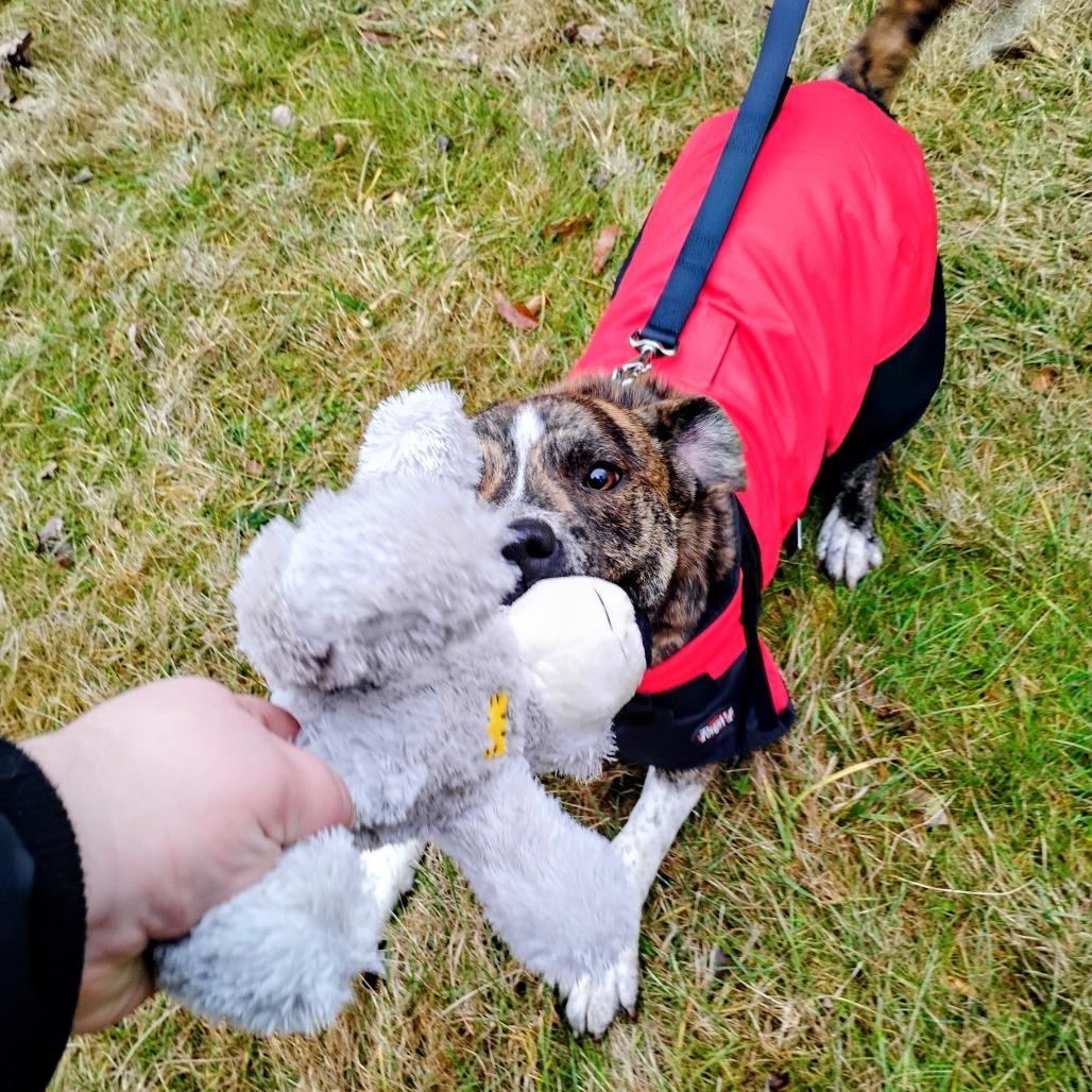 Enlarge Ridgely, a Adoptable mixed breed in Flintstone, MD image 5/6