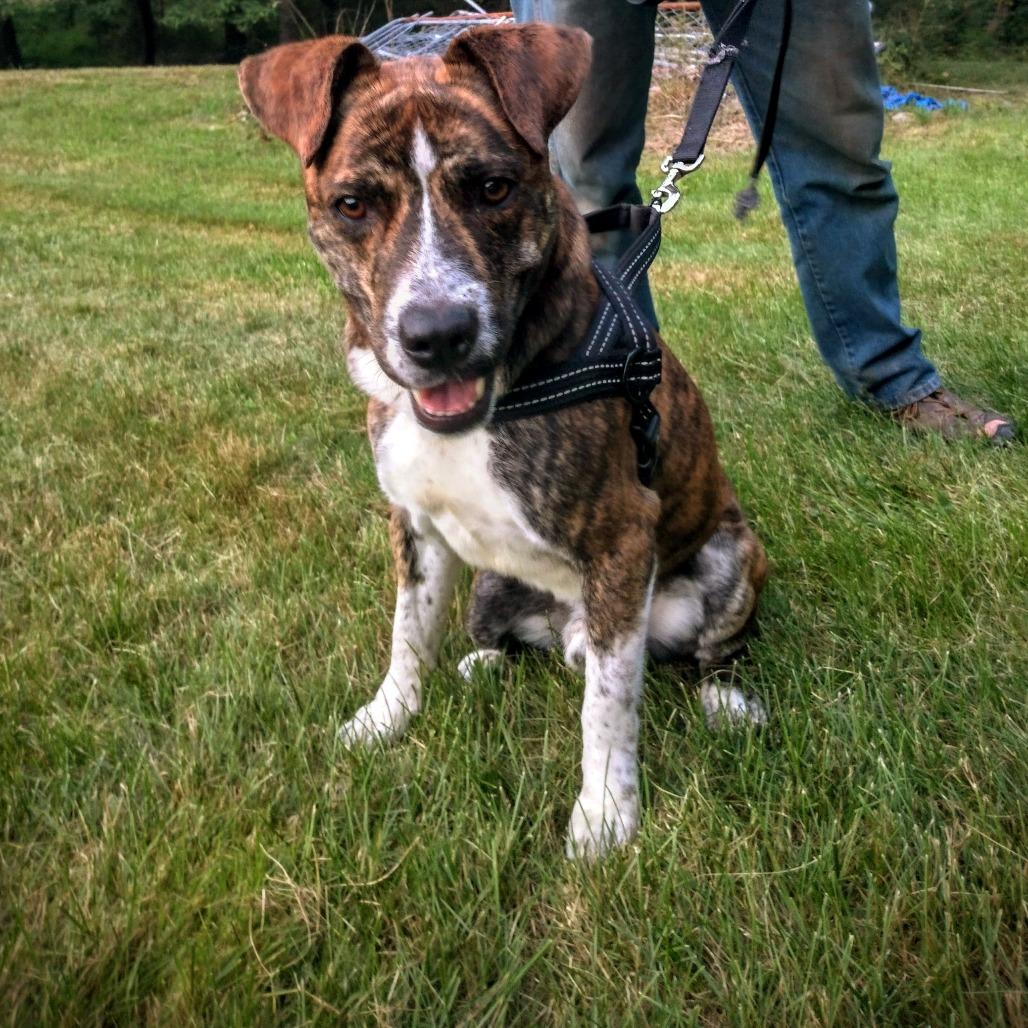 Enlarge Ridgely, a Adoptable mixed breed in Flintstone, MD image 6/6