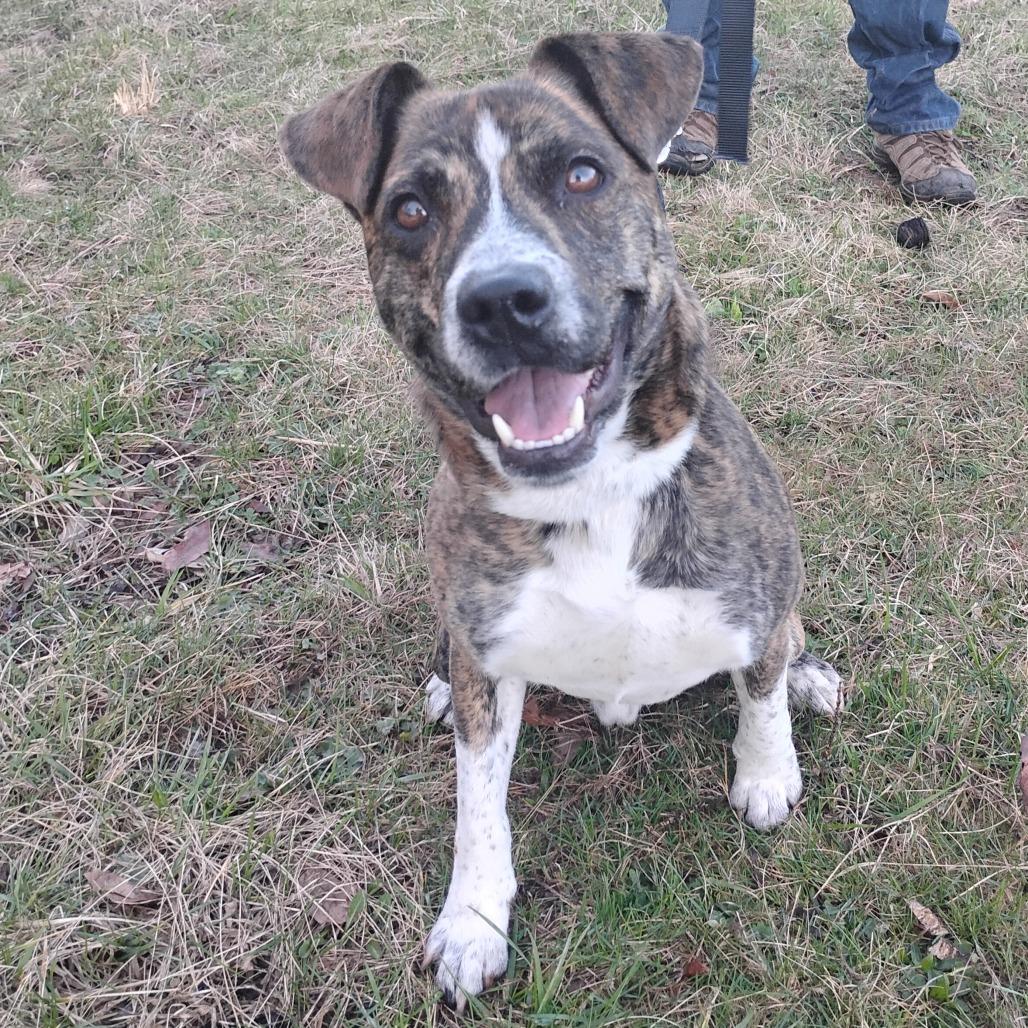 Enlarge Ridgely, a Adoptable mixed breed in Flintstone, MD image 6/6