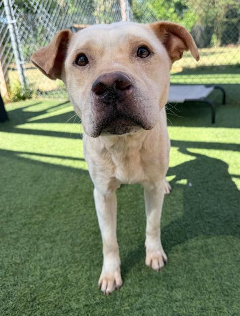 COTTON, Adoptable, Adult Male Mixed Breed.