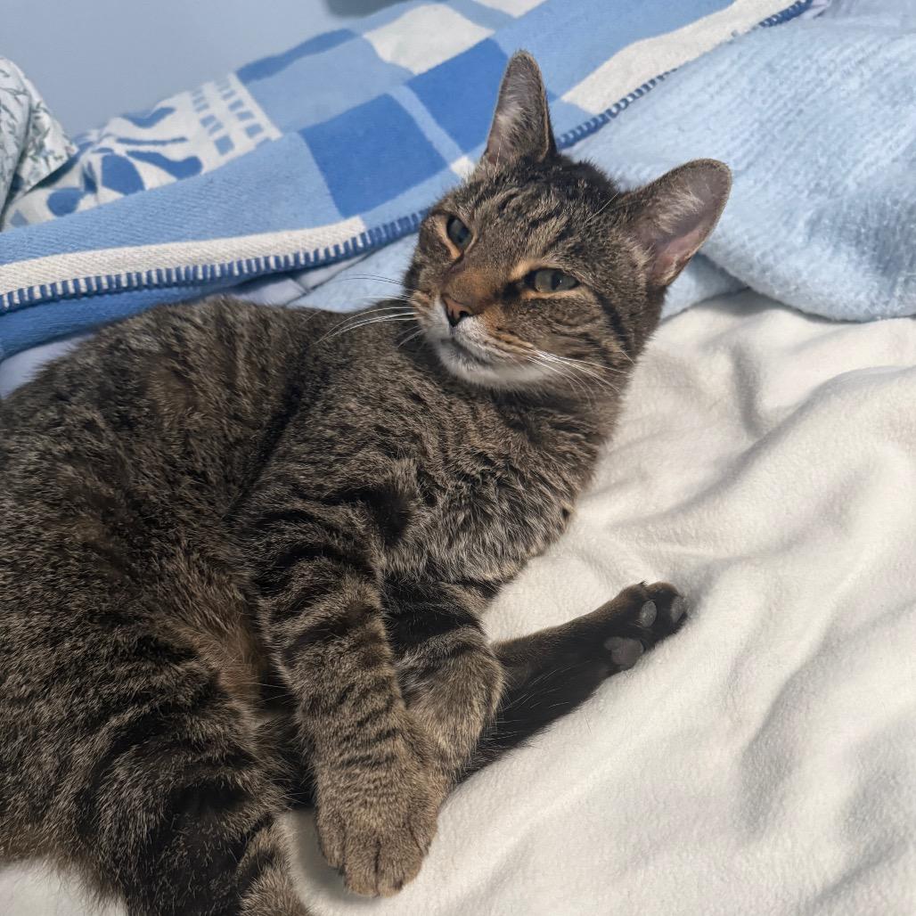 Enlarge Todd, a Adoptable Domestic Short Hair in Hollywood, FL image 1/4