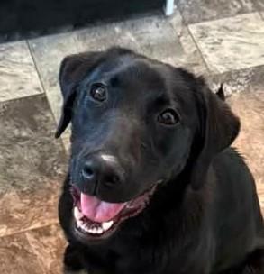 Mabel, adopted, Puppy Female Labrador Retriever.