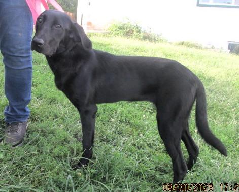 Enlarge Mabel, an adopted Labrador Retriever in Frederick, MD image 5/6