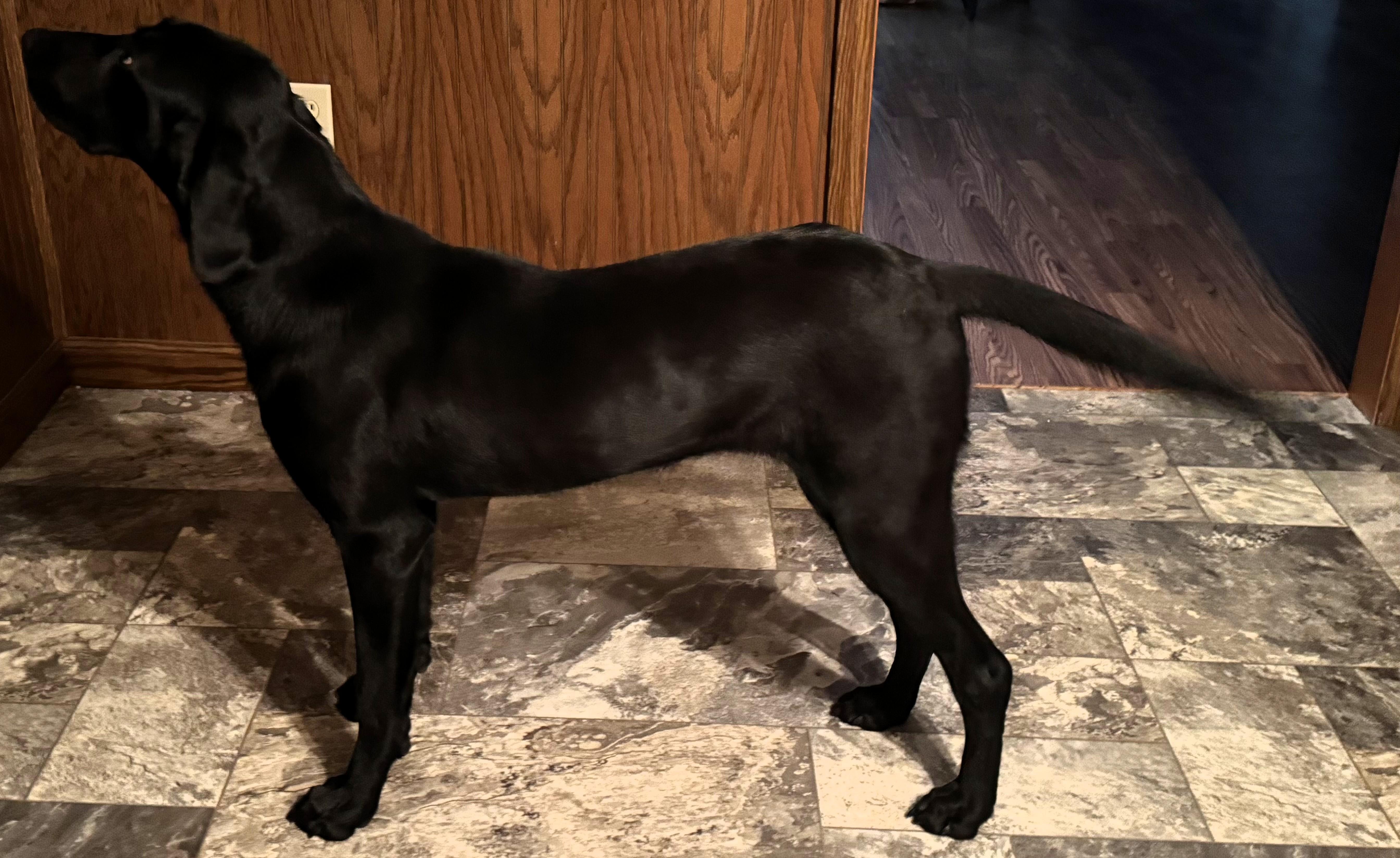 Enlarge Mabel, an adopted Labrador Retriever in Frederick, MD image 2/6