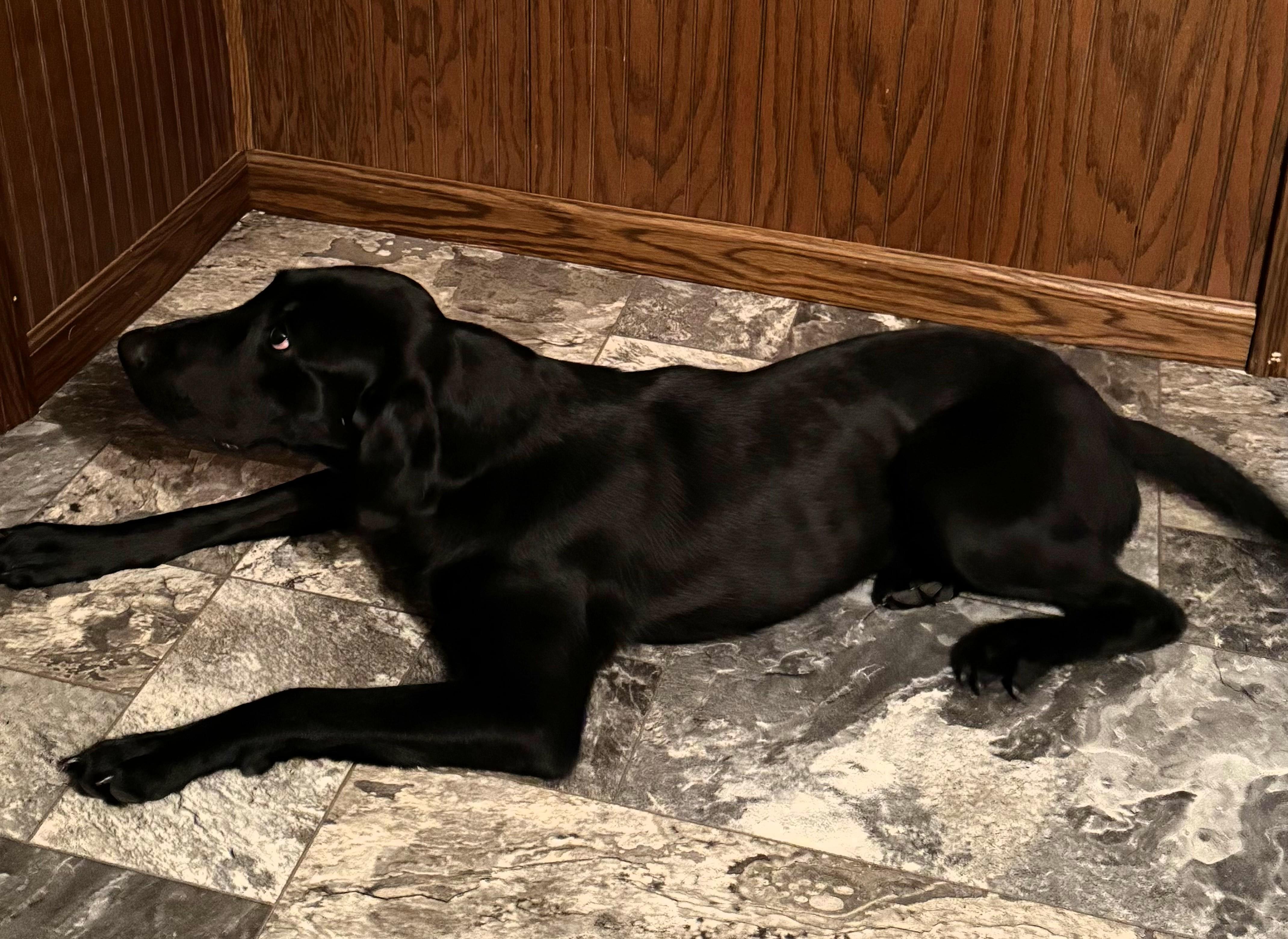 Enlarge Mabel, an adopted Labrador Retriever in Frederick, MD image 4/6