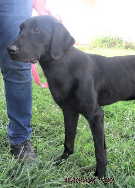 Enlarge Mabel, an adopted Labrador Retriever in Frederick, MD image 6/6