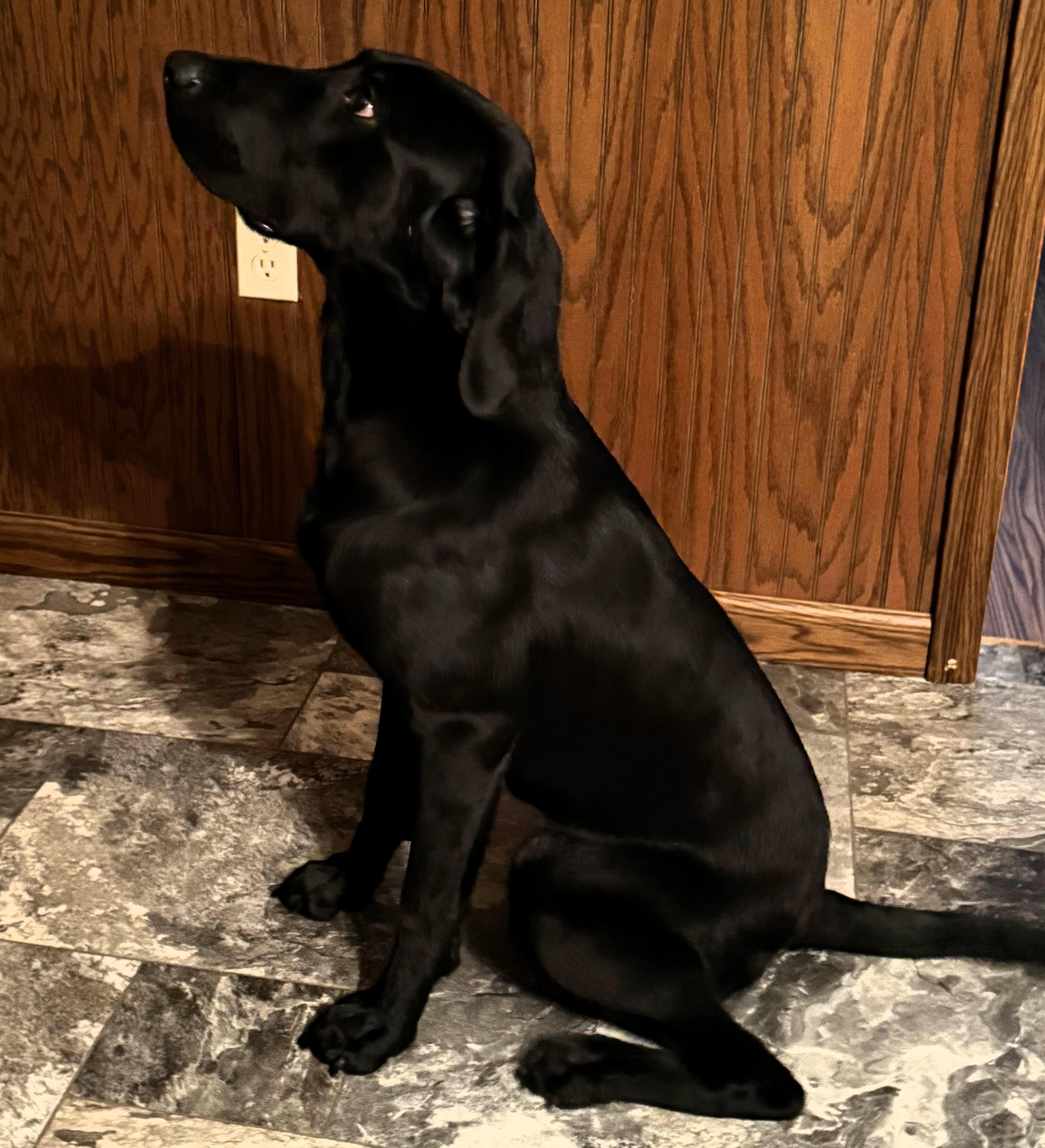 Enlarge Mabel, an adopted Labrador Retriever in Frederick, MD image 3/6
