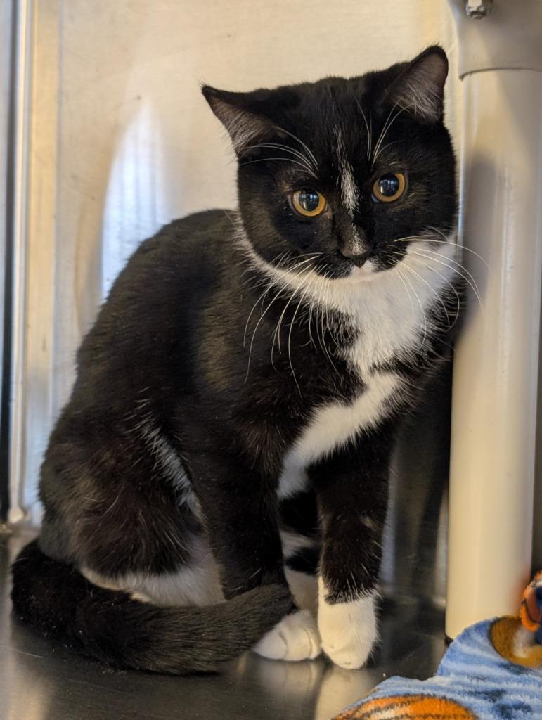 Enlarge Cedar 160, a Adoptable mixed breed in Havre, MT image 1/1