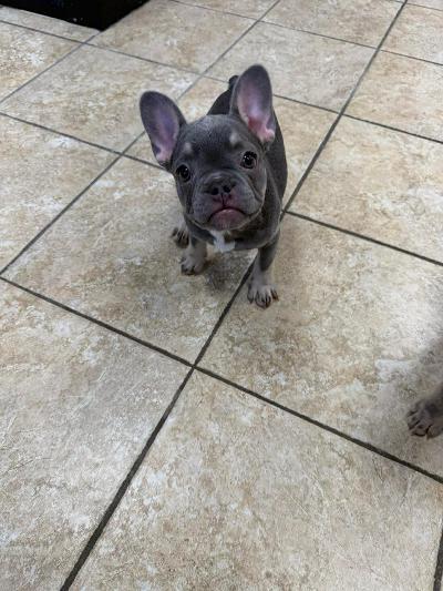 Nugget, adopted, Puppy Female French Bulldog.