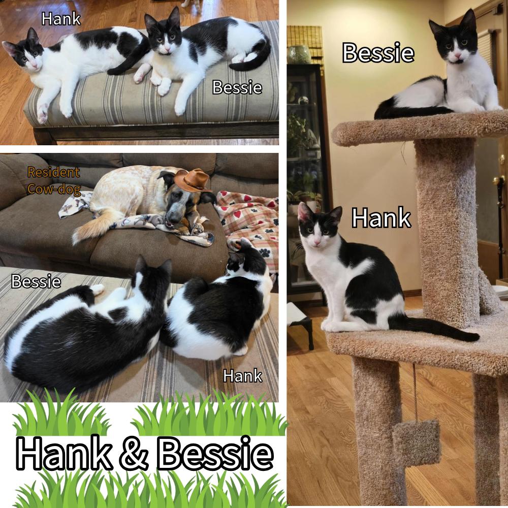 Bessie and Hank, Adoptable, Kitten Female Domestic Short Hair.