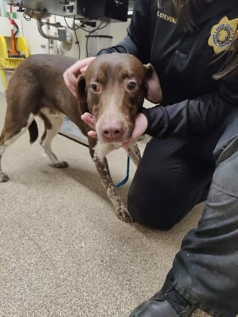 Jay, Adoptable, Adult Male German Shorthaired Pointer & Mixed Breed.