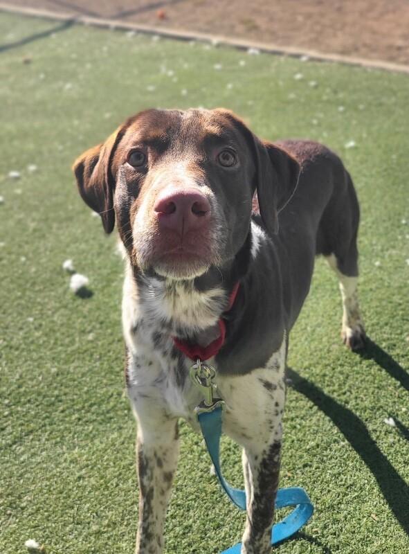 Jay, a Adoptable mixed breed in Fruit Heights, UT image 2/6