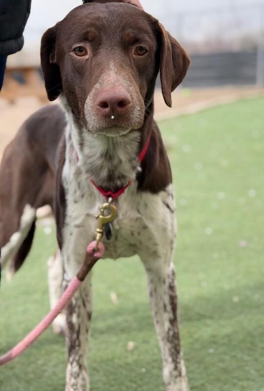 Jay, a Adoptable mixed breed in Fruit Heights, UT image 3/6